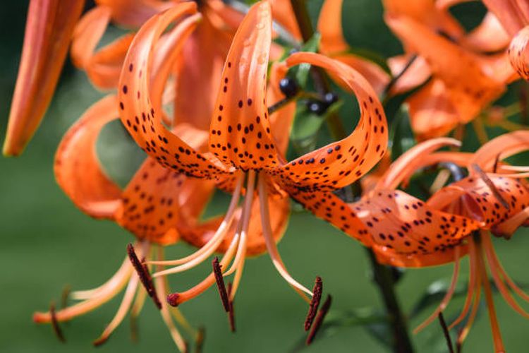 Ilustrasi bunga Tiger Lilly, salah satu tanaman yang paling berbagaha bagi kucing.