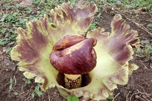 Melihat Bunga Bangkai yang Tumbuh Subur di Air Terjun Kemenuh