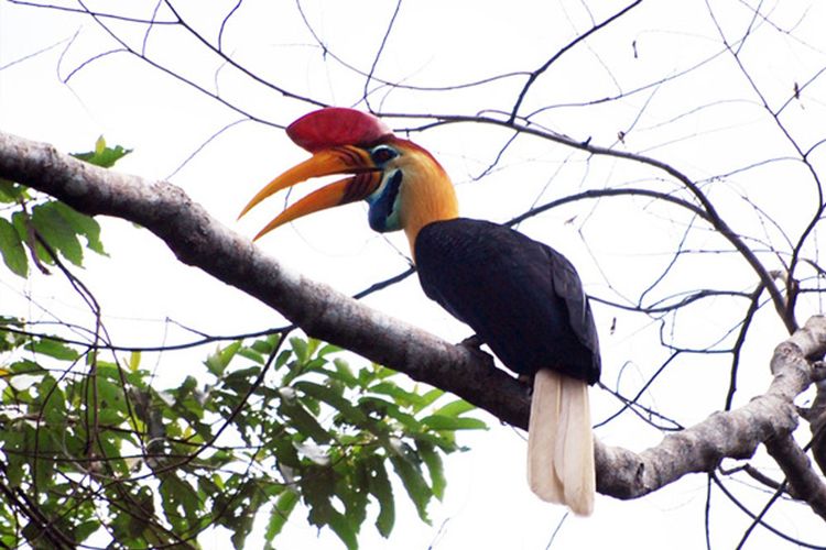 Burung Julang Sulawesi di Taman Nasional Bogani Nani Wartabone, salah satu daya tarik wisata di kawasan desa penyangga.