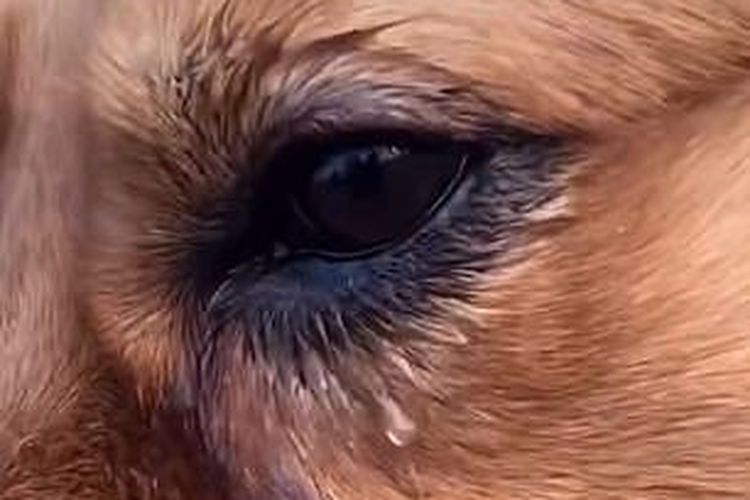 Mao Mao anjing golden retriever berusia 2 tahun, yang menangis saat mencari sahabatnya, Dou Dou, yang hilang karena dicuri orang pada 23 Desember di Changyuan, provinsi Henan, China.
