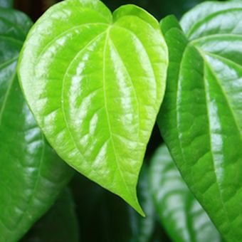 Manfaat daun sirih untuk kesehatan bisa kita peroleh dengan berbagai cara, daun sirih juga mudah ditemukan.