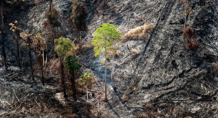 Otorita IKN Ungkap Dugaan Pembakaran Usai Penebangan Bukit Tengkorak