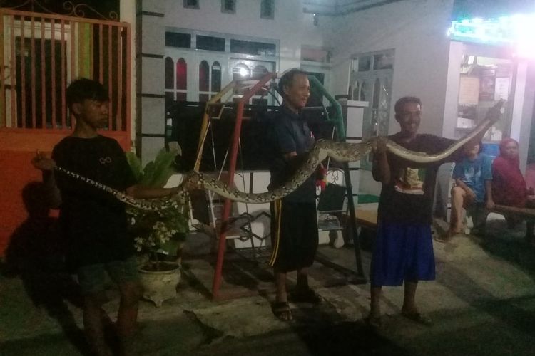 Ular piton sepanjang 4 meter ditemukan setelah makan 2 ekor ayam warga di Jalan Merak, Kelurahan Dawuhan, Kecamatan Situbondo, Kabupaten Situbondo, Provinsi Jawa Timur pada Rabu (6/12/2023).