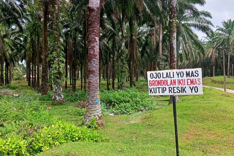 Salah satu plank yang di dalam kawasan perkebunan kelapa sawit di Bahorok, Langkat, Sumatera Utara mengimbau petani mengutip brondolan sawit.