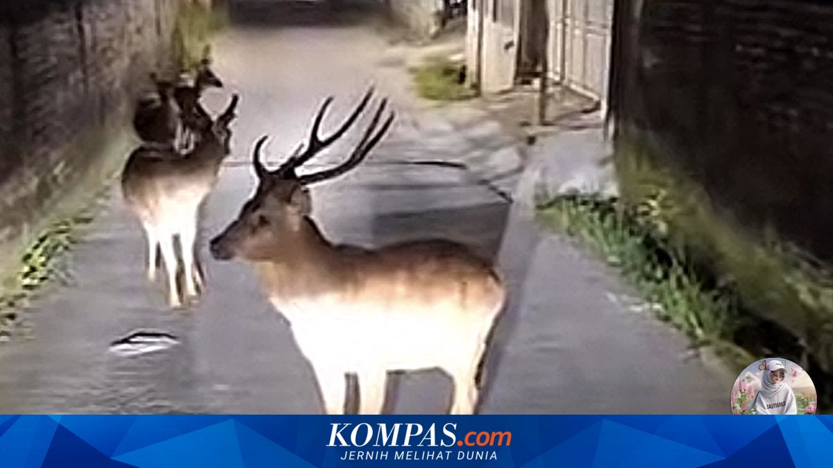 Kawanan Rusa Berkeliaran di Beji Depok, Ternyata Ini Asal Usulnya