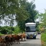 Petualangan Damri Perintis, Angkutan Penumpang di Pelosok Indonesia