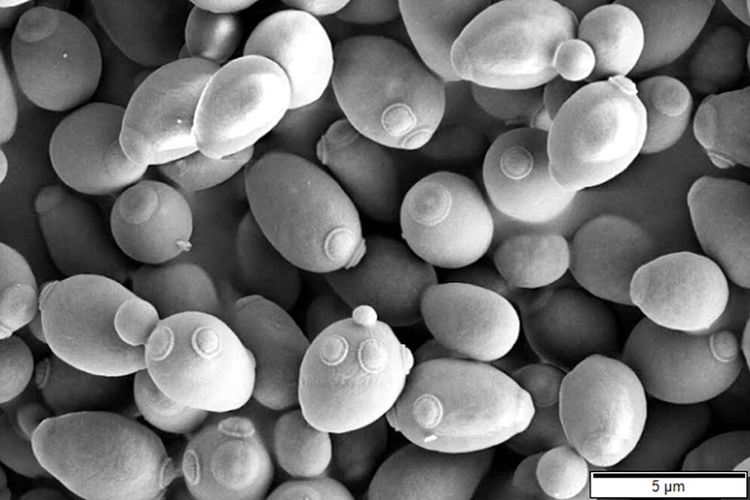 Apa Itu Agen Biologis dalam Bioteknologi? Simak Penjelasannya di Sini!