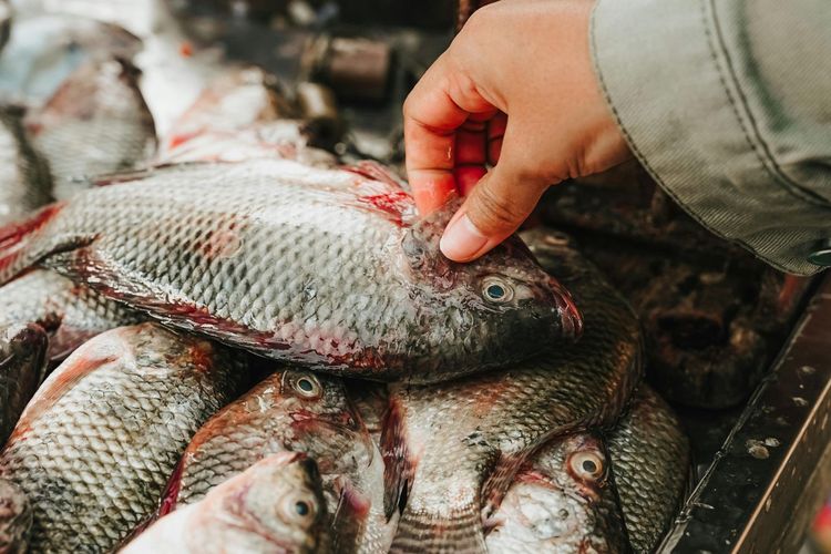 Ikan Nila Tembus Pasar Premium AS dan Eropa, Buka Peluang Ekspor Global