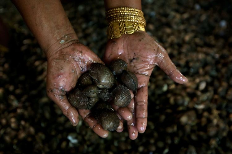 Kerang Hijau Senjata Alami Jernihkan Teluk Jakarta Halaman All Kompas Com