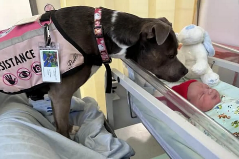 Belle, Anjing Pertama yang Temani Pemiliknya Melahirkan di Rumah Sakit