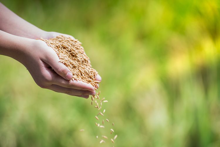 Ilustrasi padi, benih padi. Salah satu cara menyeleksi benih padi adalah dengan menggunakan air garam.