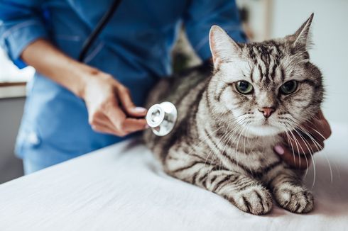 Seberapa Sering Sebaiknya Kucing Dibawa ke Dokter Hewan?