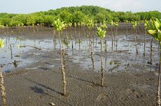 Protelindo Grup Tanam 35.000 Bibit Mangrove di Makassar, Kulon Progo, dan Pulau Rinca