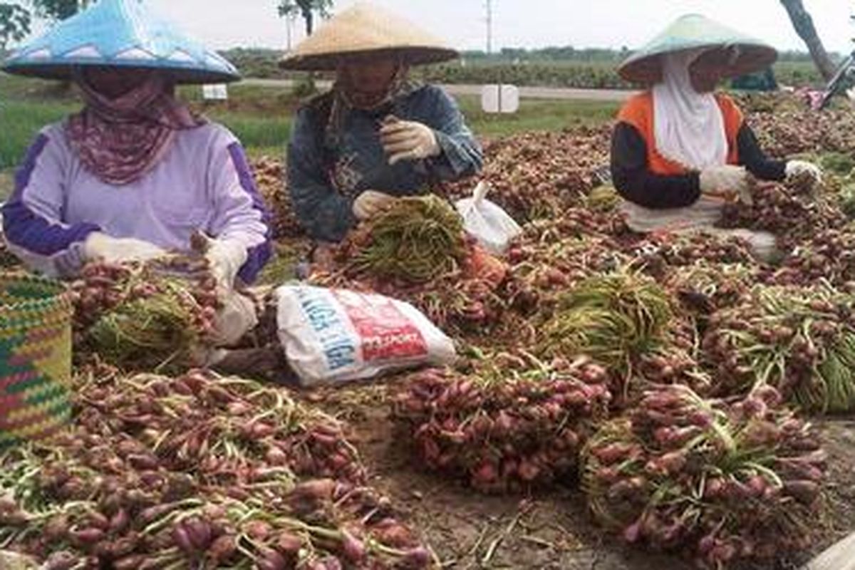 Sejumlah petani di Desa Sisalam, Kecamatan Wanasari, Kabupaten Brebes, Jawa Tengah sedang membersihkan bawang merah, usai dipanen, Selasa (8/11/2011). Saat ini, harga bawang merah di Brebes kembali turun, hingga Rp 4.000 per kilogram, setelah bulan lalu sempat naik mencapai Rp 8.000 per kilogram.