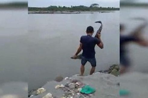 Buaya 1,5 Meter Masuk Pemukiman, Warga Panik dan Berlarian