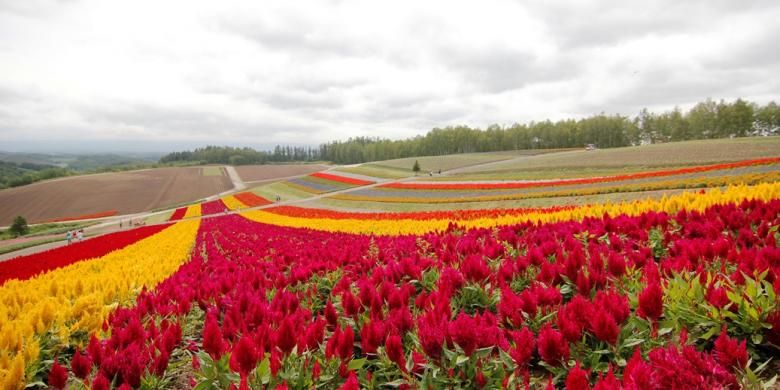 Kebun bunga Shikisai-no-Oka di Hokkaido, memiliki puluhan koleksi bunga yang mekar selama musim panas.
