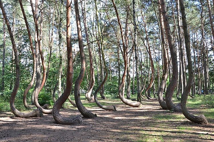 Ilustrasi hutan bengkok di Polandia.