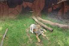 Murid TK Diterkam, Spot Foto Anak Harimau di Jatim Park 2 Ditutup