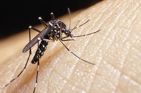 Ketahui Tempat Nyamuk Aedes Bersembunyi
