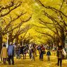 Jingu Gaien, Kawasan Wisata dan Olahraga Dekat Stadion Olimpiade Tokyo 2020