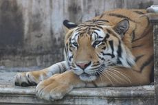 Batu Secret Zoo, Kebun Binatang Terfavorit di Asia