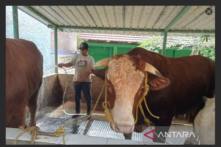 Sontrot, Sapi Kurban Bobotnya 1,05 Ton Dibeli Presiden Prabowo dari Peternak Bantul