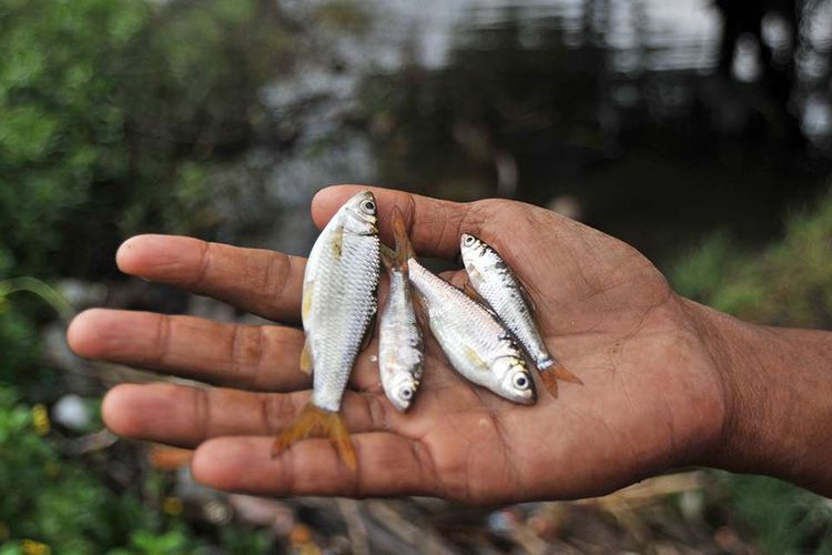 Nelayan menunjukkan ikan bilih yang didapatnya dari beberapa kali menjala, di Muara Sumpu, Danau Singkarak, Kabupaten Tanah Datar, Minggu (21/10/2018). Meski daya tetas tinggi, populasi ikan bilih yang hanya dapat ditemui di selingkar Danau Singkarak itu tetap tergerus akibat minimnya aturan penangkapan, sehingga harga jualnya pun melonjak.
