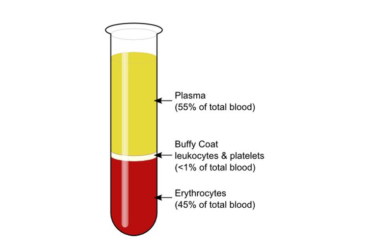 Persentase komponen penyusun darah