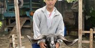 Nekat Ternak Kambing di Tengah Komplek, Gen Z di Bekasi Buktikan Kandang Modern Bebas Bau