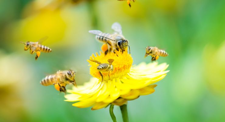 Ternyata Lebah Memilih Bunga Seperti Manusia Memilih Restoran