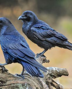 [KLARIFIKASI] Video Ribuan Burung di Texas, Bukan Gagak di Tel Aviv