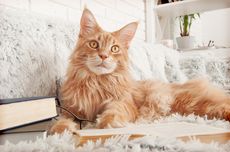 5 Hal yang Perlu Diketahui Sebelum Mengadopsi Kucing Berbulu Panjang
