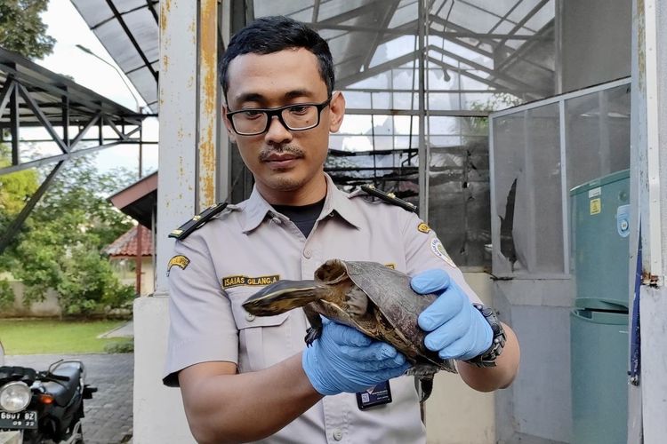 Salah satu Kura-kura Ambon yang hendak diselundupkan ke Malang. Penyelundupan puluhan satwa ini digagalkan oleh petugas Balai Karantina Lampung di Pelabuhan Bakauheni, Minggu (21/4/2024).