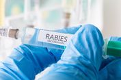 10.700 Vaksin Hewan Penular Rabies Diperkirakan Tiba di Sikka Awal Mei