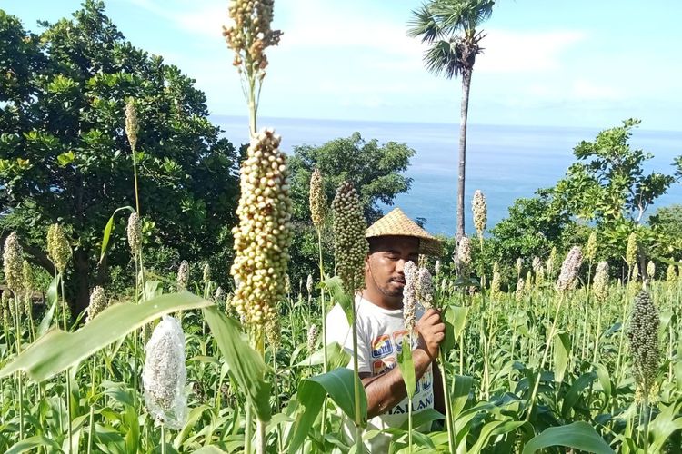 Hendrikus Bua Kilok (28) pegiat pangan lokal dari Desa Tapobali, Kecamatan Wulandoni, Kabupaten Lembata sedang membersihkan tanaman sorgum di kebun miliknya