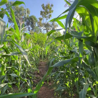 Jalan Setapak Gunung Kelir Wonogiri di Tengah Kebun Jagung.