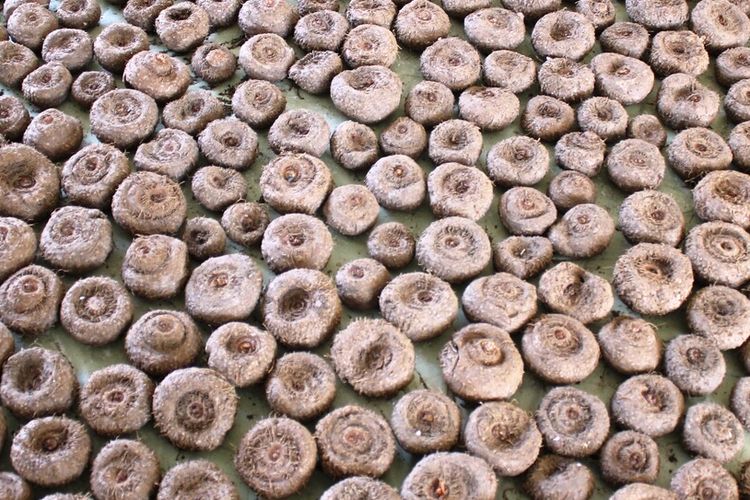 Hasil panen tanaman porang di Kabupaten Cianjur, Jawa Barat.