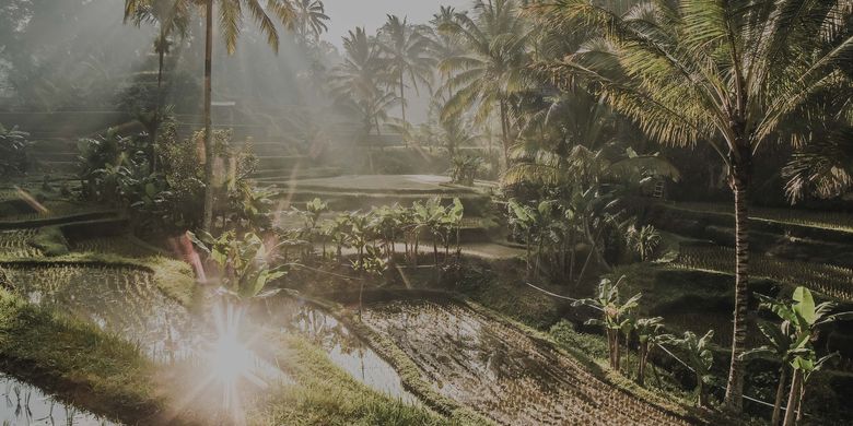 Rice fields at Ubud, Bali.