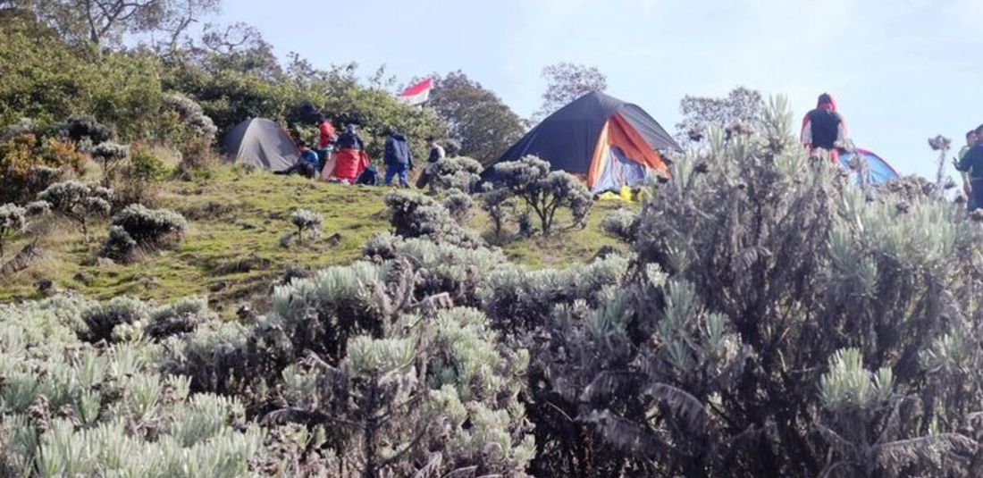 Para pendaki Gunung Gede Pangrango Jawa Barat tengah berkemah di savana Suryakancana. Pihak pengelola menutup jalur pendakian untuk umum terhitung Jumat (11/9/2020).