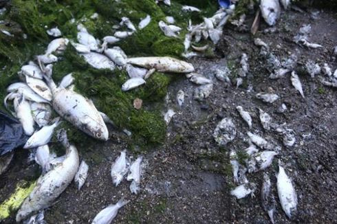 Hasil Uji Lab Keluar, Ini Penyebab Matinya Ribuan Ikan di Pantai Ancol