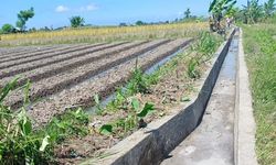 Di Tengah Pandemi, Pembangunan Infrastruktur Pertanian di Bali Tetap Berjalan