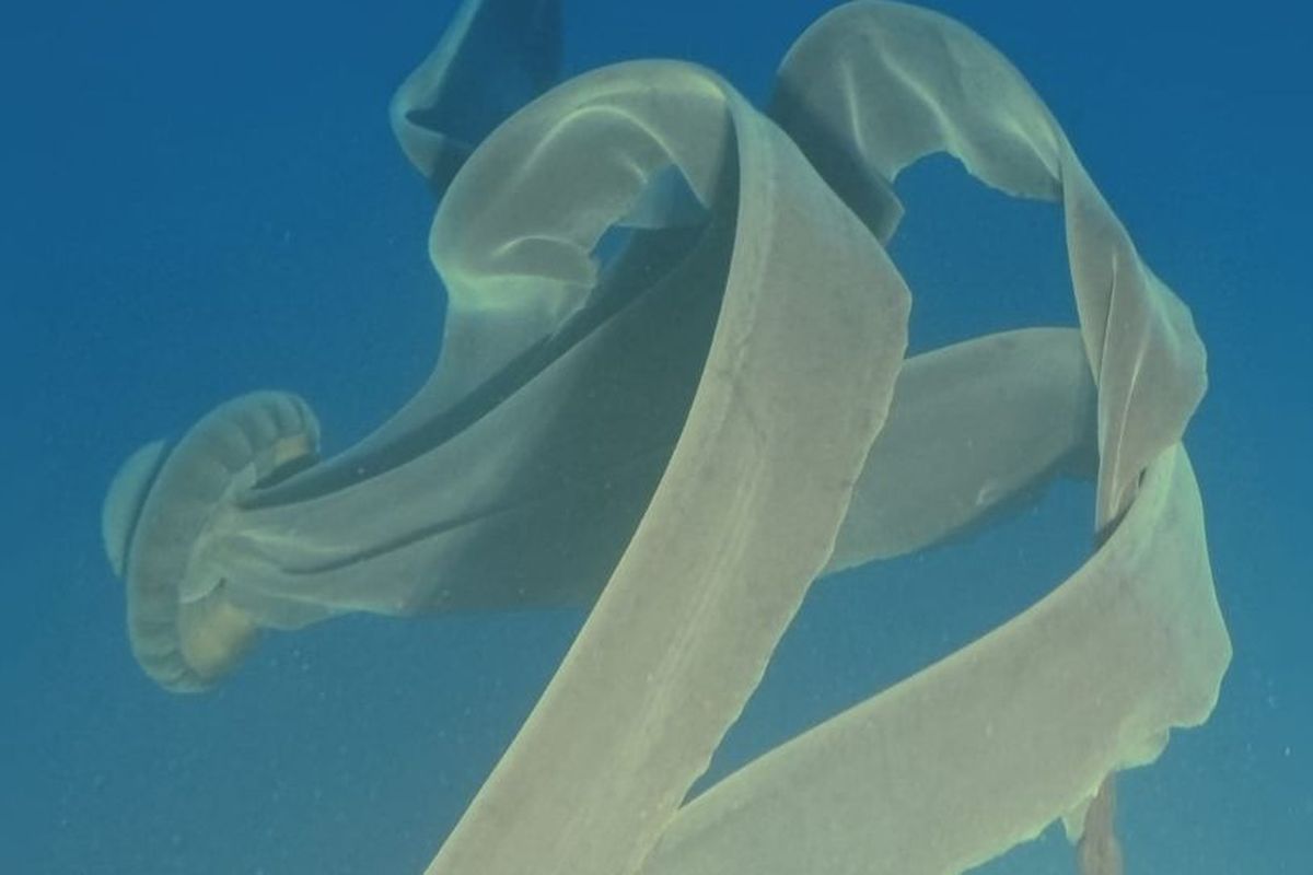 Ubur-ubur hantu raksasa, giant phantom jellyfish (Stygiomedusa gigantea) yang menampakkan diri di kamera penumpang kapal pesiar. Wujud ubur-ubur ini mirip UFO, pesawat alien yang sering digambarkan dalam film-film alien.