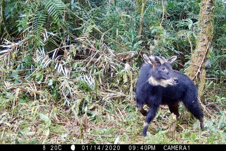 Bidik layar rekaman kamera jebak YIARI yang memperlihatkan Kambing hutan sumatera (capricornis sumatraensis) di alam liar.