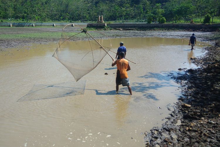 Warga Kecamatan Ponjong, Gunungkidul, mencari ikan di Telaga yang mulai mengering akibat kemarau 