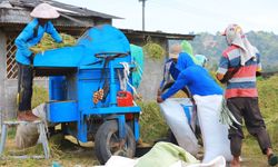 Tertinggi dalam 10 Tahun, Bulog Jatim Serap 300.000 Ton Beras Petani Lokal