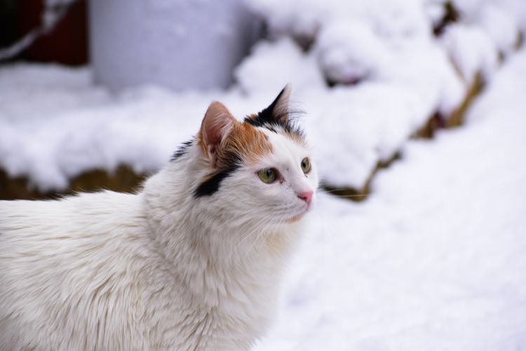 Ilustrasi kucing Turkish Van.