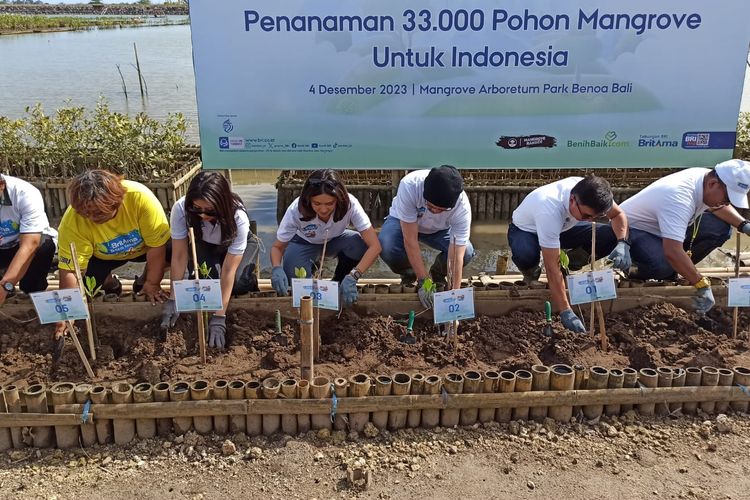 Pihak Bank BRI bersama tokoh publik dan instansi terkait melaksanakan penanaman bibi mangrove di kawasan Tahura Ngurah Rai, Benoa, Denpasar, Bali, pada Senin (4/12/2023). Kompas.com/ Yohanes Valdi Seriang Ginta