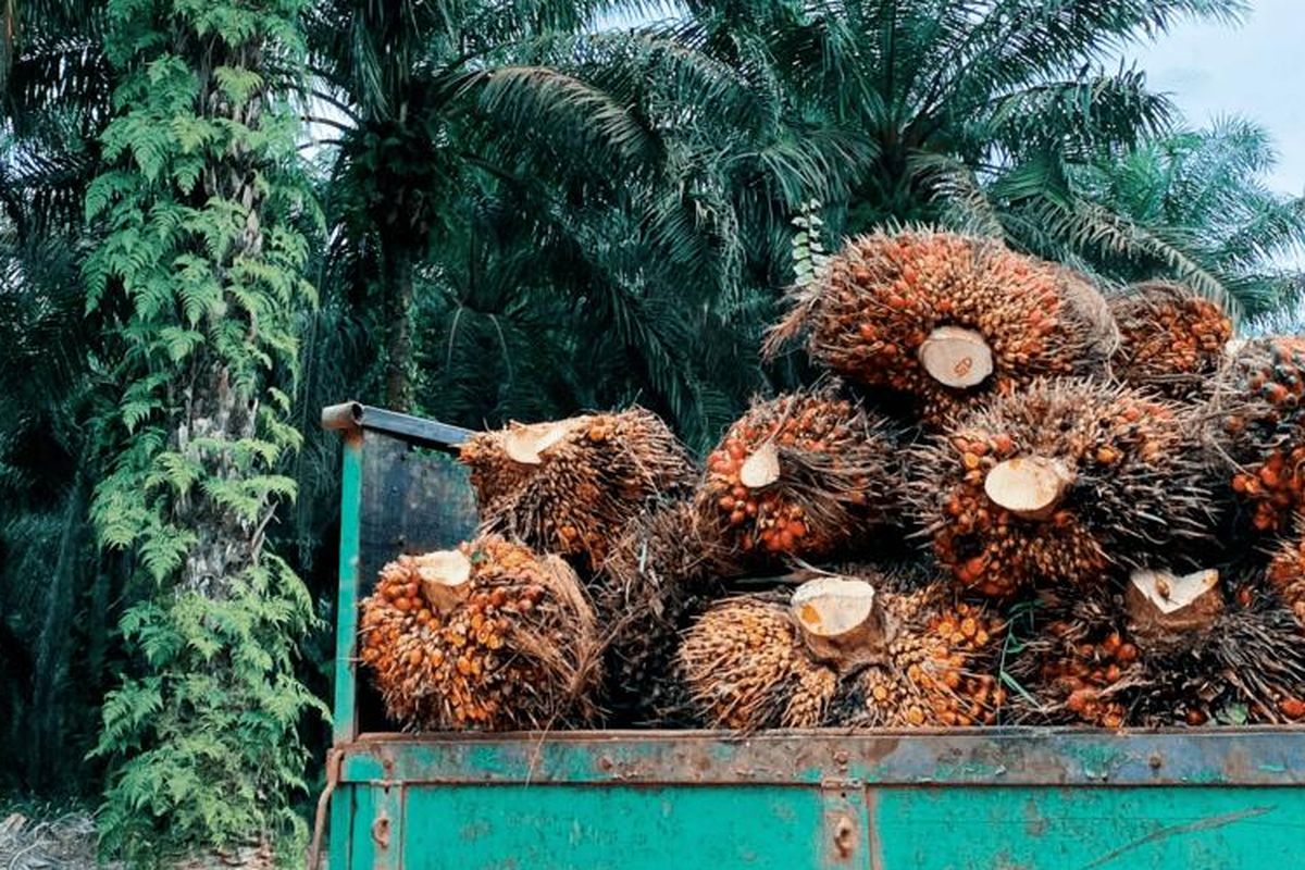 An image of fresh fruit bunch of palm oil. 