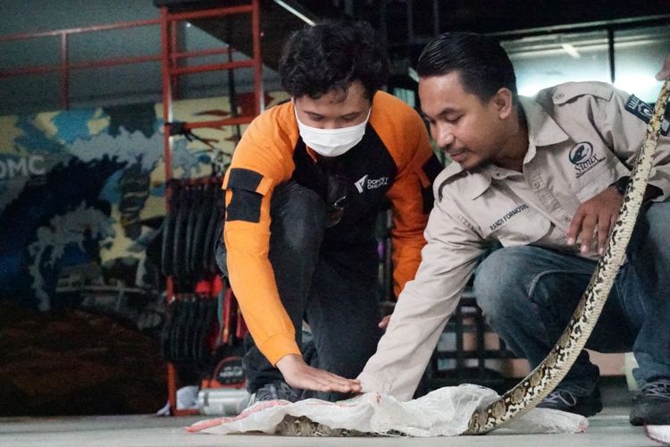 Pelatihan penangan darurat ular yang masuk ke rumah di Markas Besar DMC Dompet Dhuafa, Tangerang Selatan, Banten, Selasa (17/5/2022).