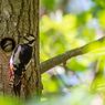 Sering Mematuk, Apakah Burung Pelatuk Akan Sakit Kepala?